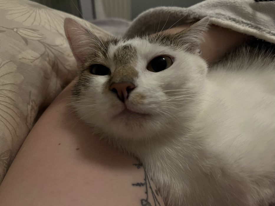 Kociak Tatron szuka swojego domu 2 letni