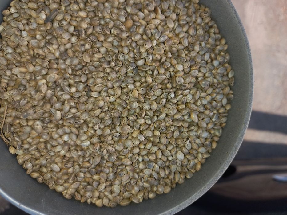 Коноплі насіння для їжи, риболовлі, годування птахів