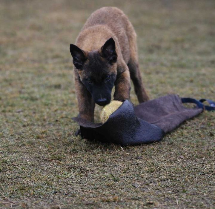 Owczarek belgijski malinois – piesek z rodowodem