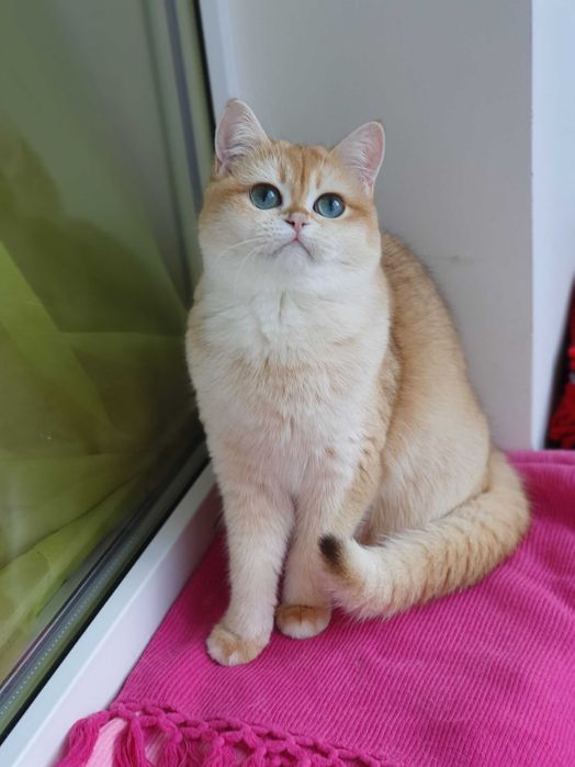 Золотая британская шиншилла кошечка кошка котята шоколадное