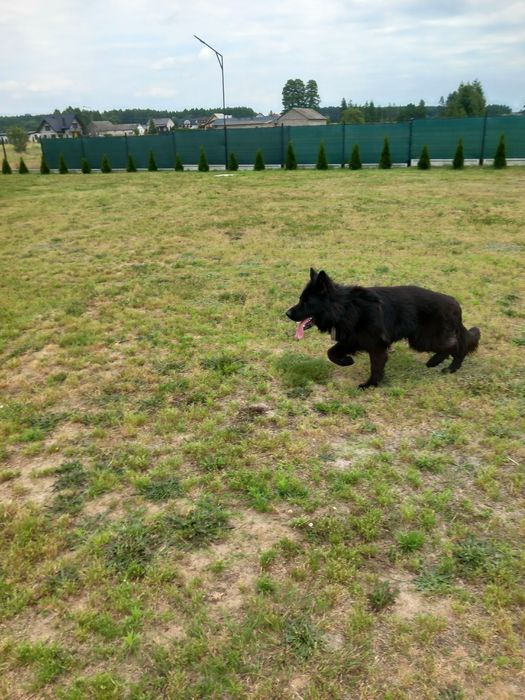 Owczarek Niemiecki Reproduktor
