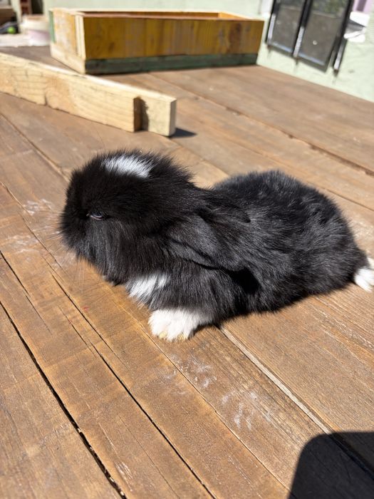 Vendo coelhinho olho azul