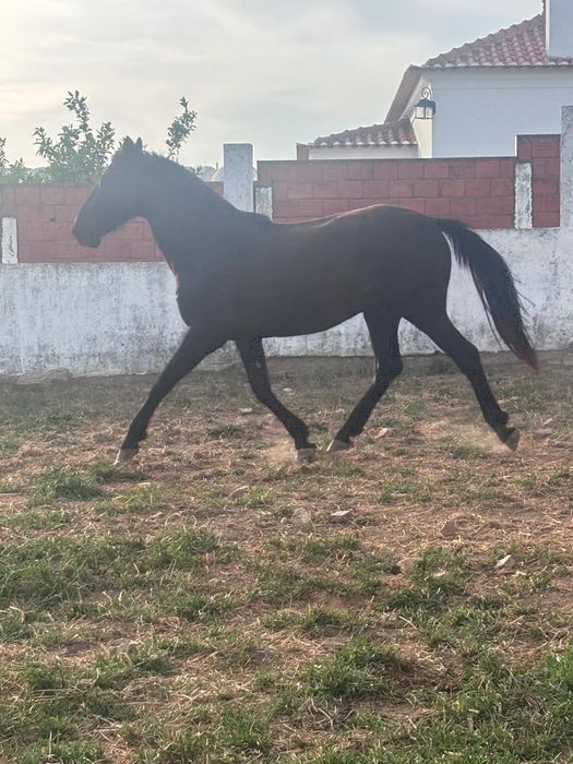 Poldro Preto 3 ANOS