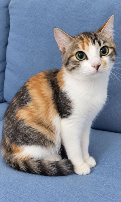 котята ищут дом котенок в поисках семьи