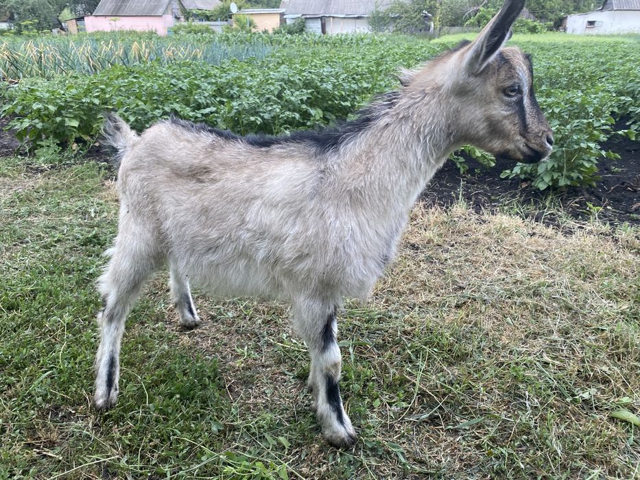 Продам 3-х місячних козенят