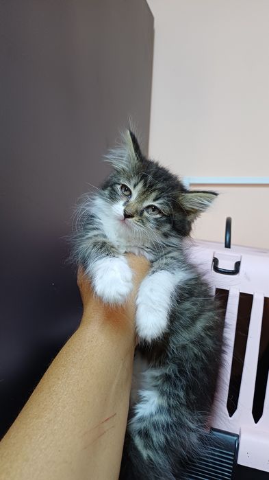 Кошенята котики ..