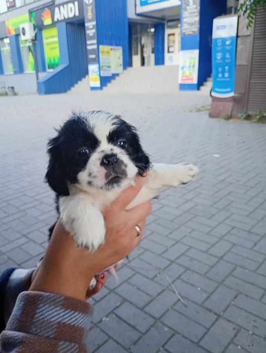 продам цуциків  шитцу