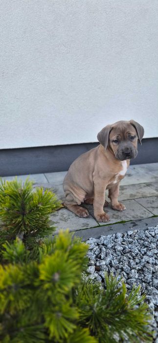 Suczka rodowodowa cane corso