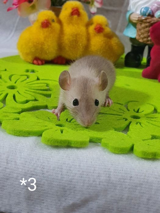 Szczurki kochane maluchy