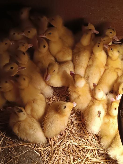 Мулард качки-бройлери