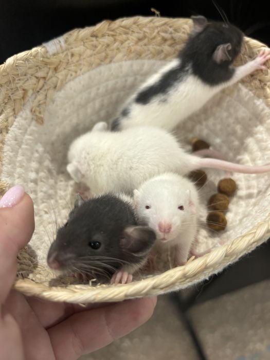 Щурик декоративний