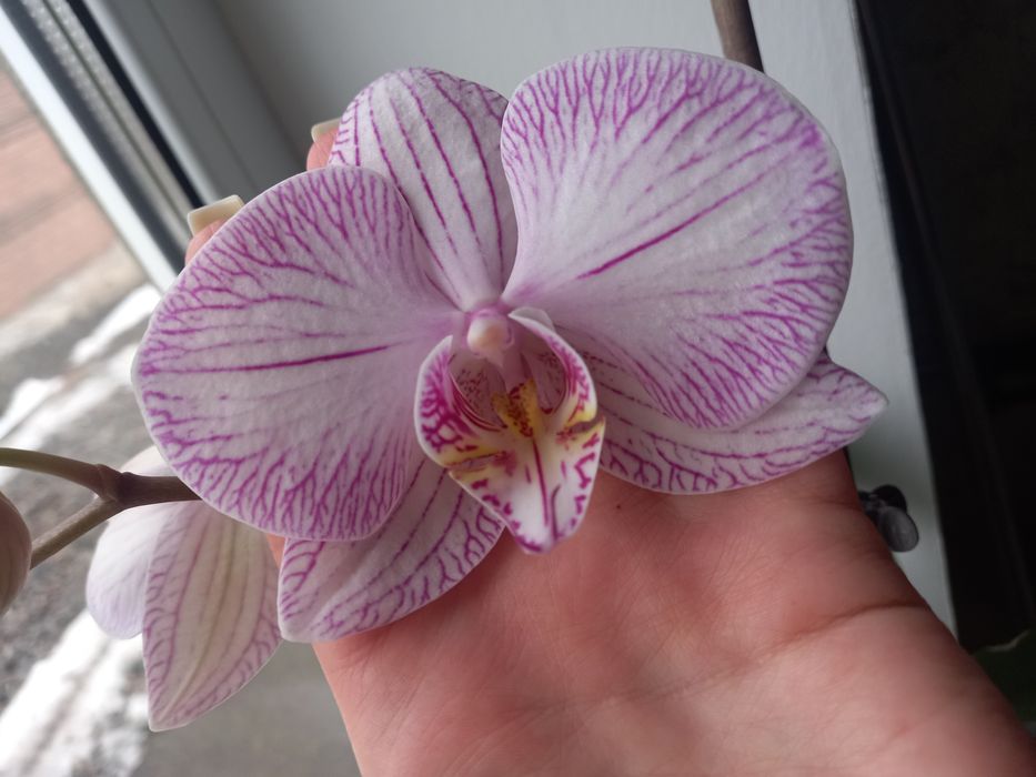 Продам орхідею, квітка велика