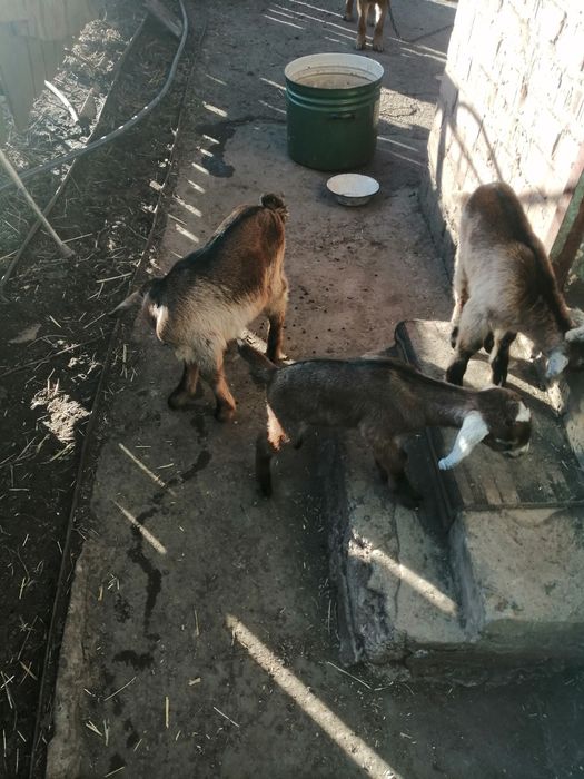 Англо-Нубийские козлята