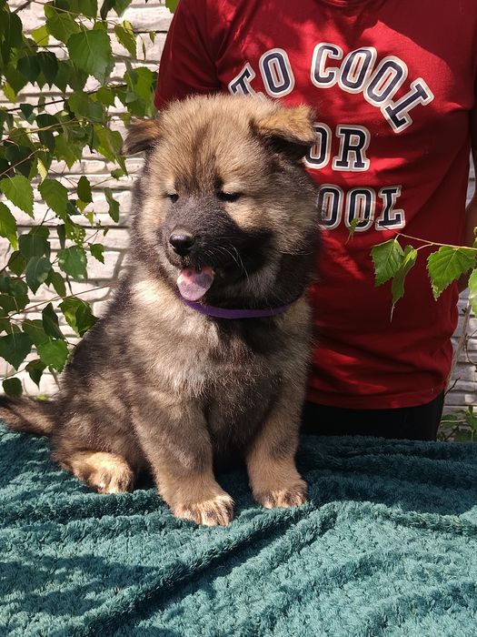 Eurasier -szczenię