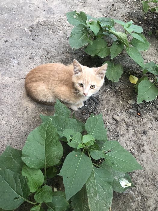 Шукають дім та люблячу родину