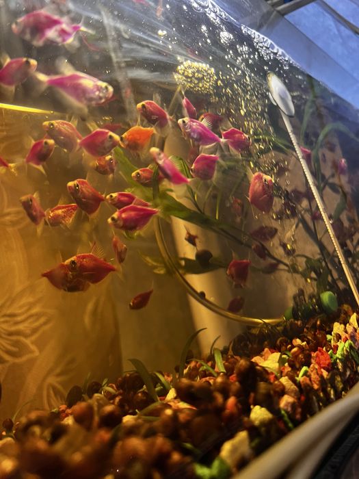 Распродажа рыбок!  Скалярия и Теренция