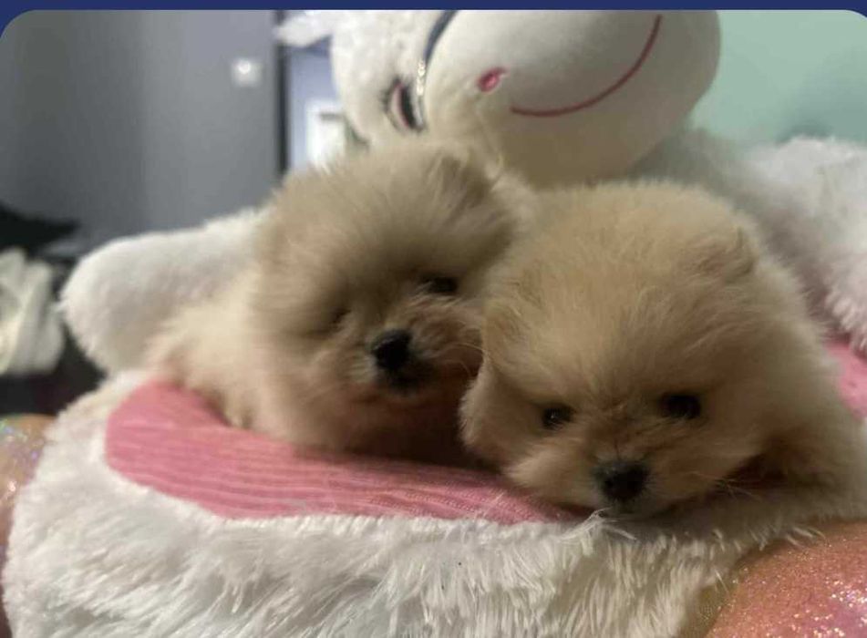 Okazja!!! Szpic miniaturowy do rezerwacji