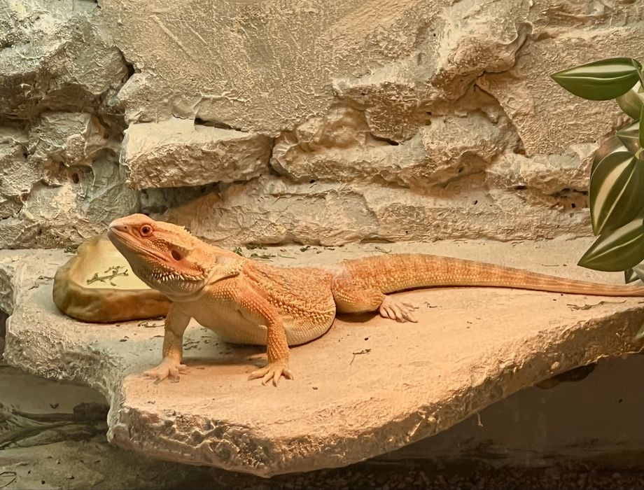 Agama Brodata z terrarium