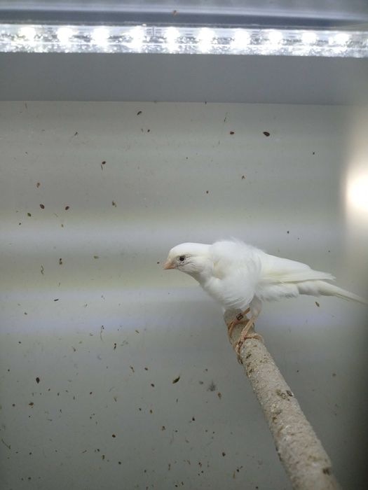 Sprzedam samiczkę Kanarka Kędzierzawego Północno Holenderskiego.