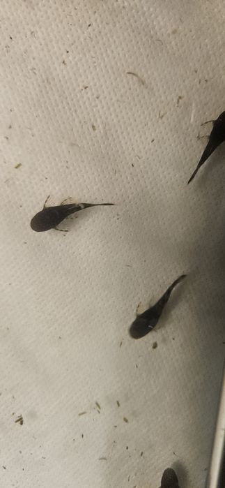 Glonojad zbrojnik na terenie Tychów powyżej 10 szt  dowóz gratis