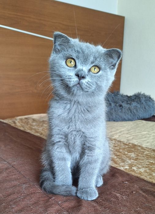 scottish fold fêmea