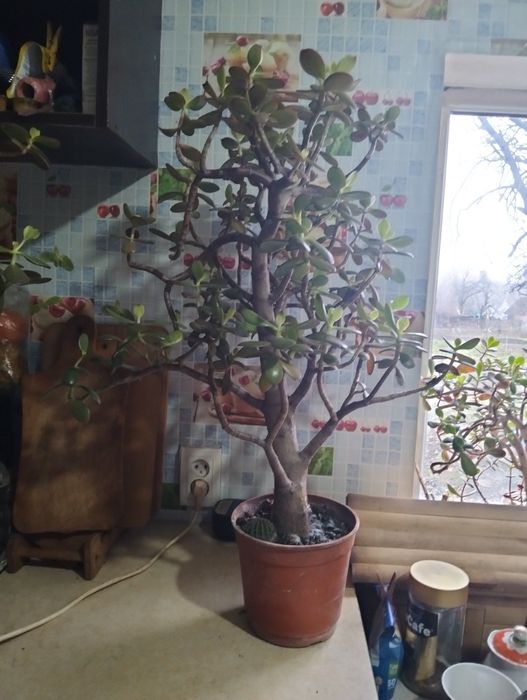 Продам денежное дерево