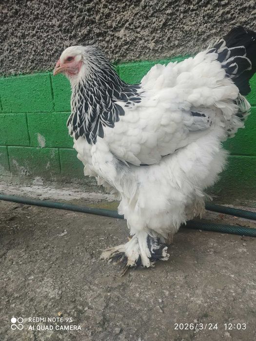 Продам кури Брама Світла, сім'я