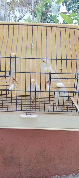 Canários Machos e fêmeas