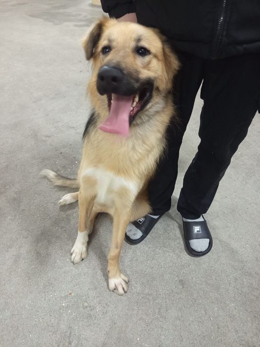 Caozinho de 10 mesinhos para adopção