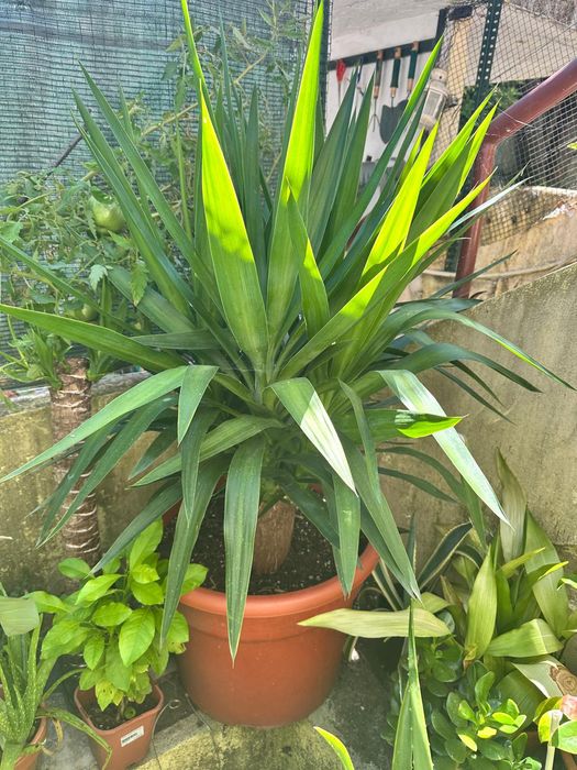 Planta Aicula ..