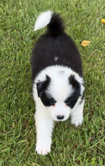 Border Collie  dziewczynka fci