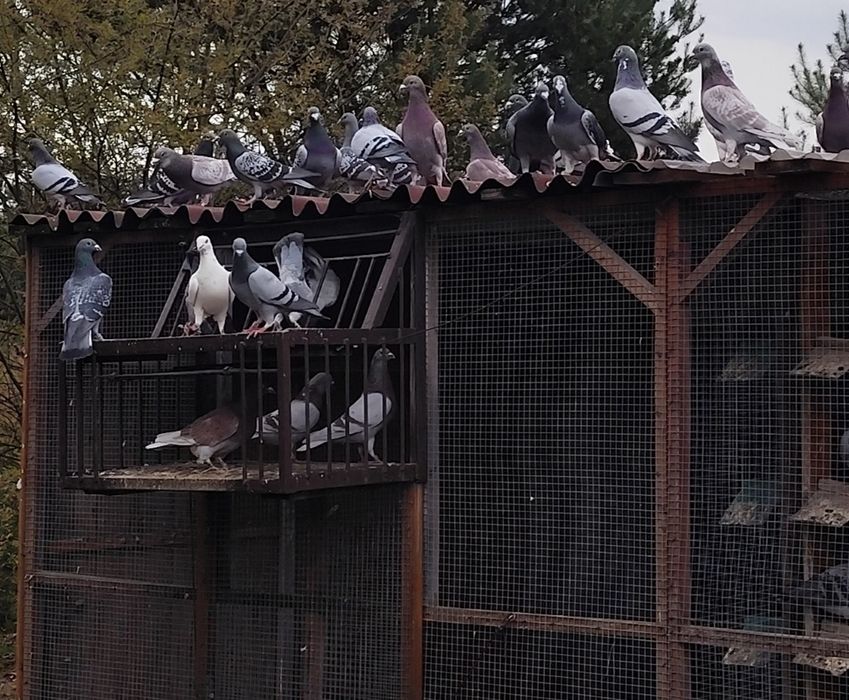 Sprzedam gołębie pocztowe