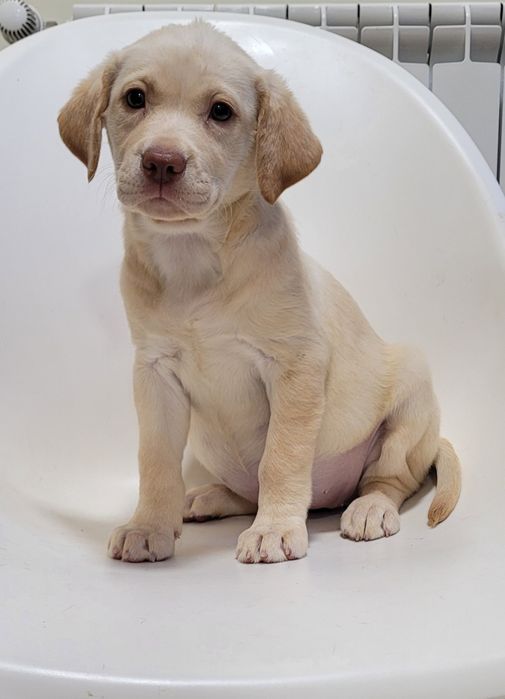 Femea labrador bege
