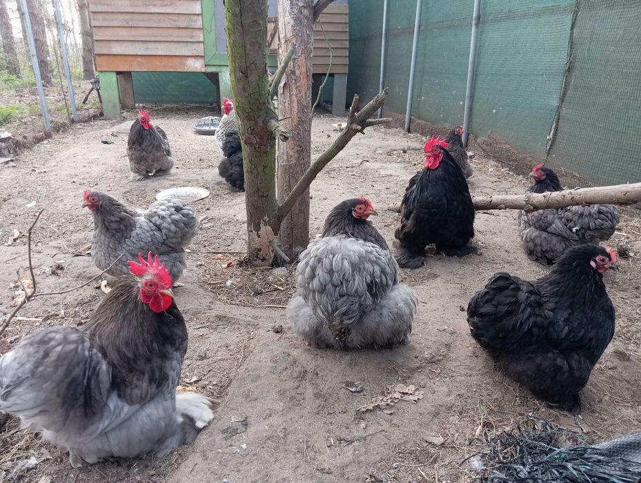 Jajka lęgowe kochin miniaturowych