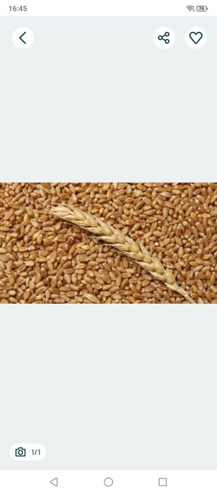 Пшениця озима віяна