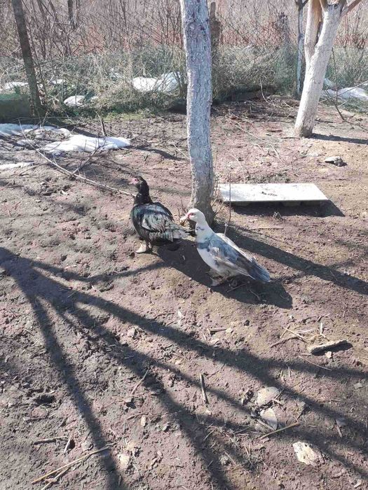 Продам мускусних (Індокачки) качок сім'ю. Шипуни. Индоутки. Утки Шыпун