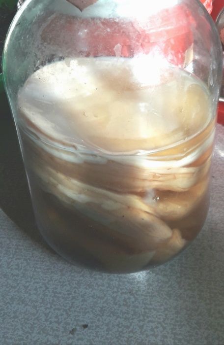 Продам АЛОЭ ВЕРА стебли или вазон  для лекарства 5 лет роста.