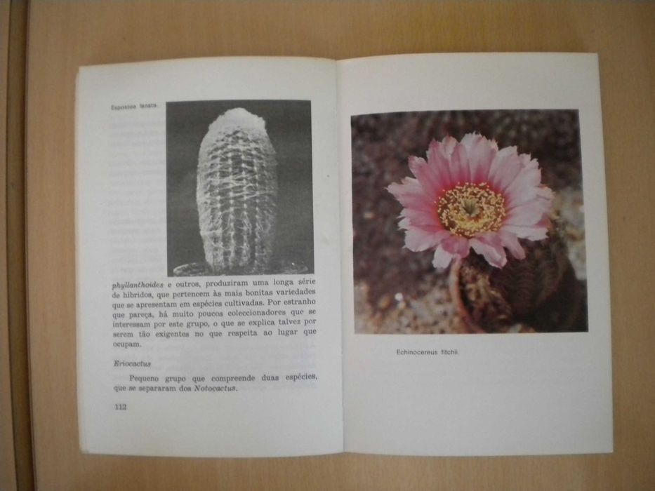 Cactos
de J. Nilaus Jensen