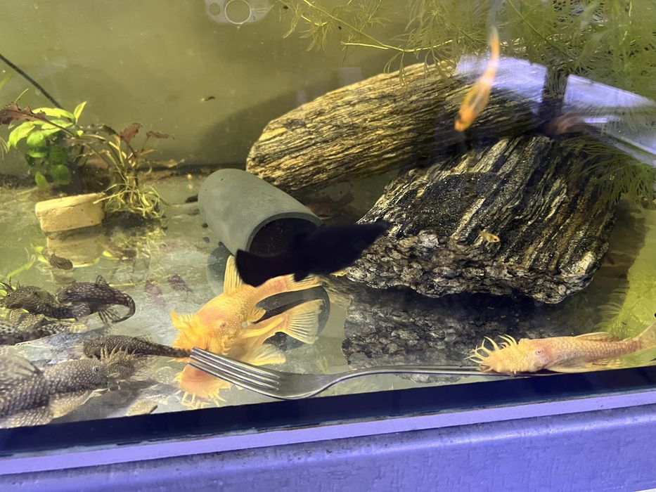 Zbrojnik Ancistrus rożne odmiany