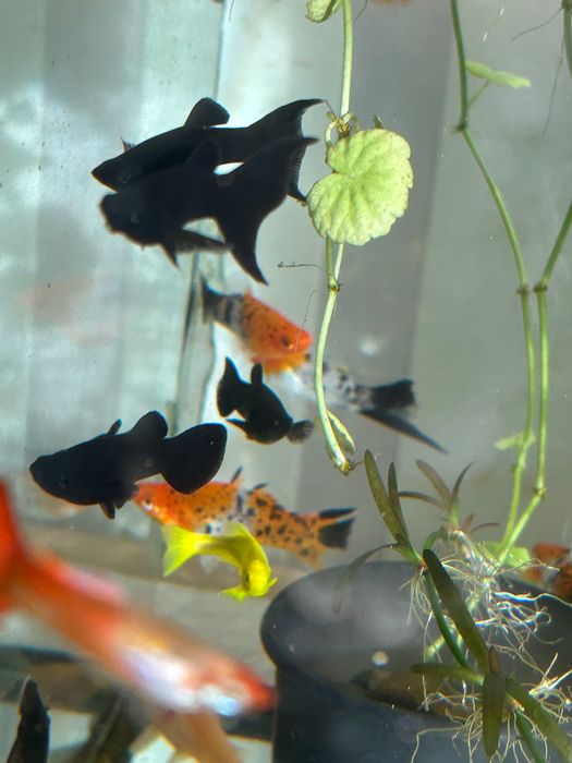 Риба акваріумна різна