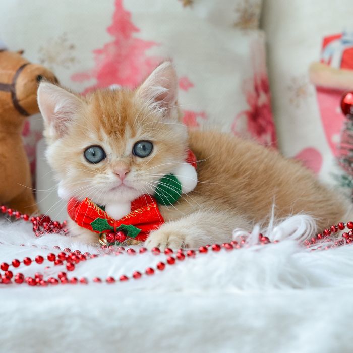 Киів. Британський котик Онікс