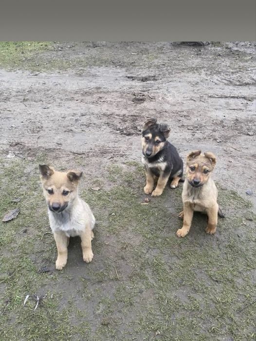 Цуценята 3 місяці