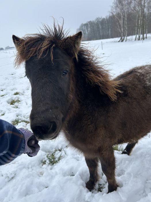 Sprzedam kucyka ogierka