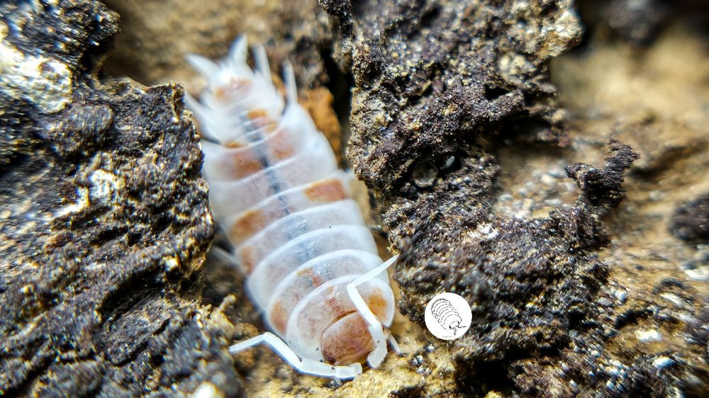 Isopody, prosionki, Porcellionides Pruinosus Red/Orange Koi