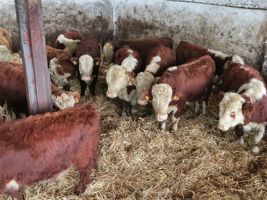 Odsadki mięsne hereford