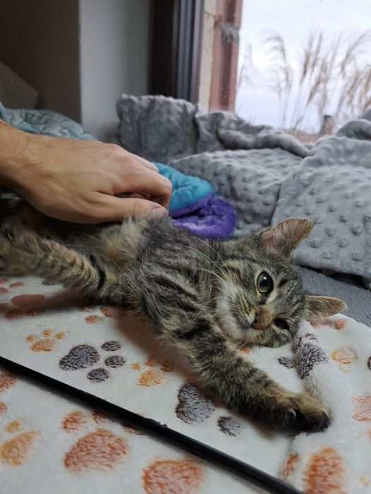 Szarynka, kotka do adopcji