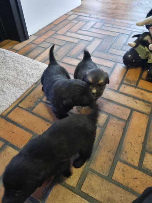 Oddam za darmo pieski