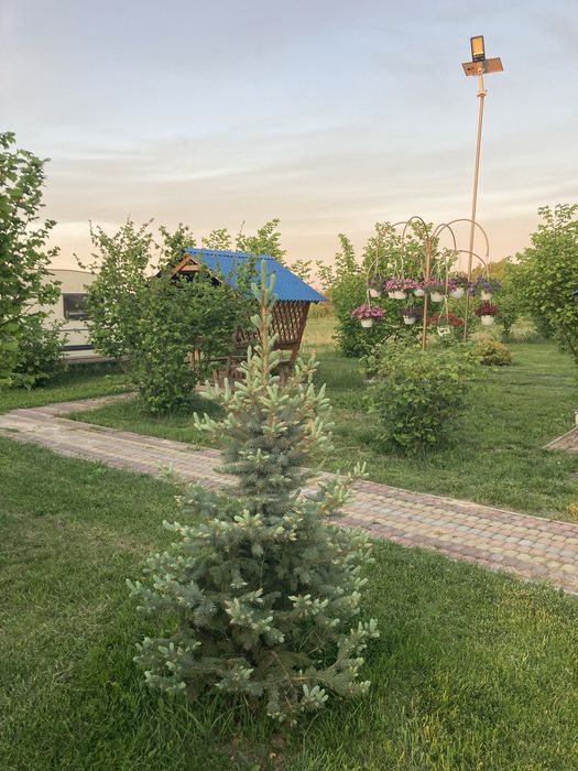 Будинок з карпатським чаном.