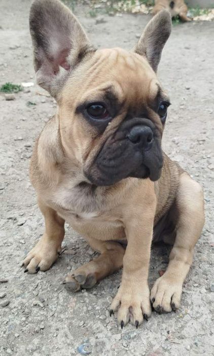 Французький бульдог