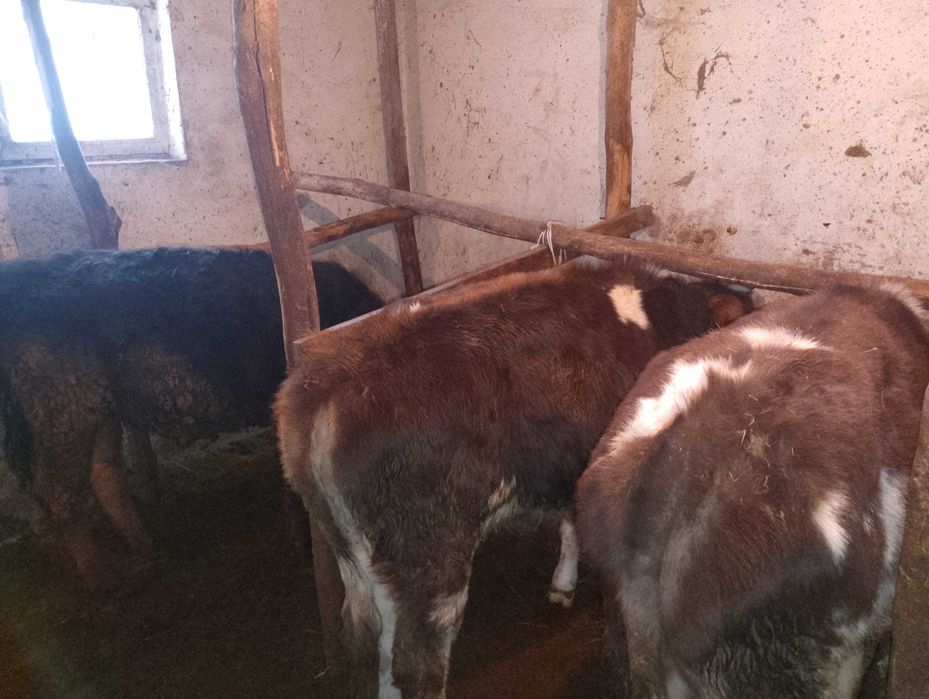 Продам бичків виростків.